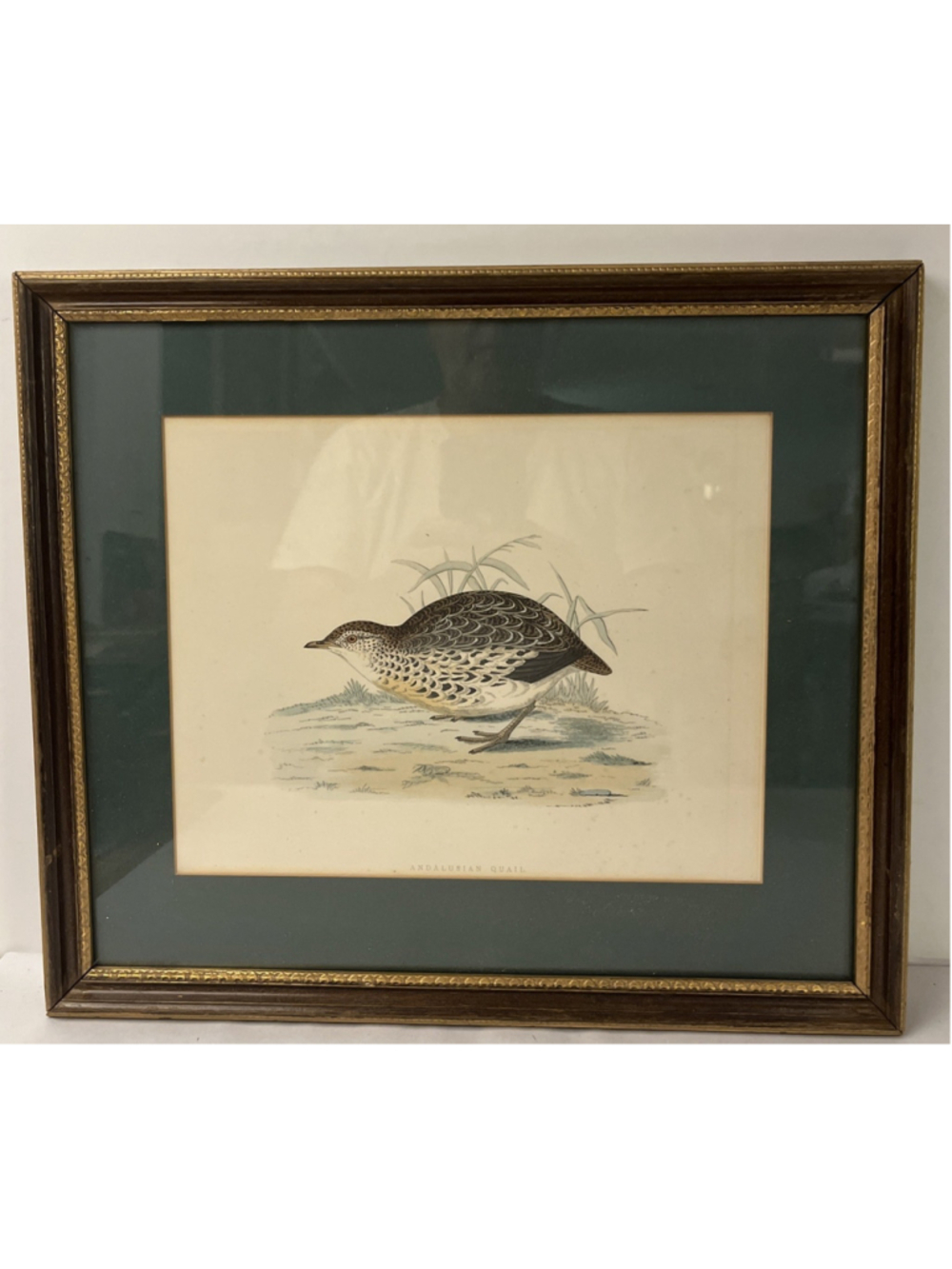 Vintage Antique 1850s FO Morris British Birds Print Andalusian Quai Framed 14x16